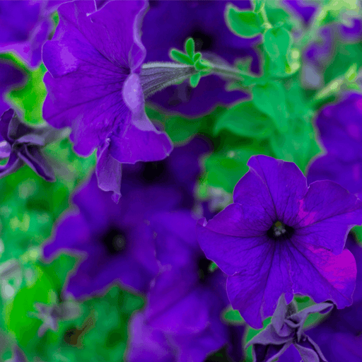 Petunia 'Trailing Surfinia Blue' 9cm