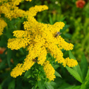 Solidago 'Goldkind' 9cm -