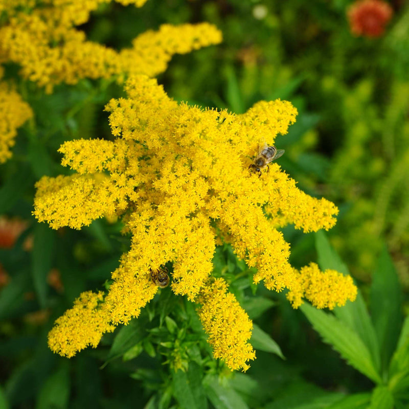 Solidago 'Goldkind' 9cm -
