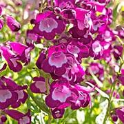 Penstemon ‘Phoenix Magenta’ 1.5L -