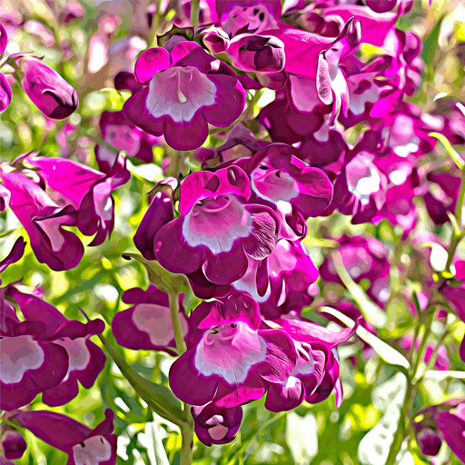 Penstemon ‘Phoenix Magenta’ 1.5L -