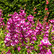Penstemon ‘Phoenix Magenta’ 1.5L -