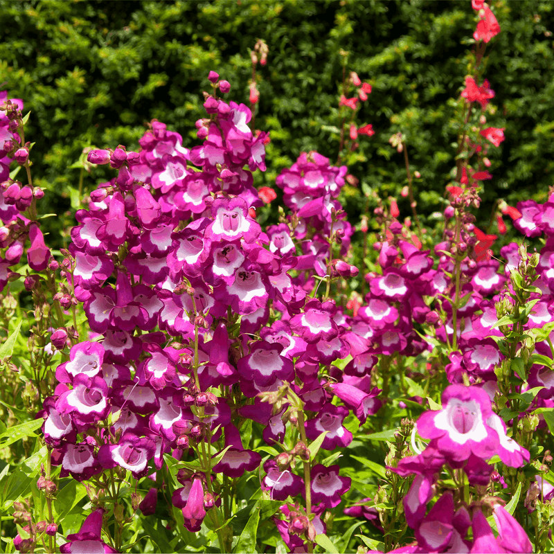 Penstemon ‘Phoenix Magenta’ 1.5L -