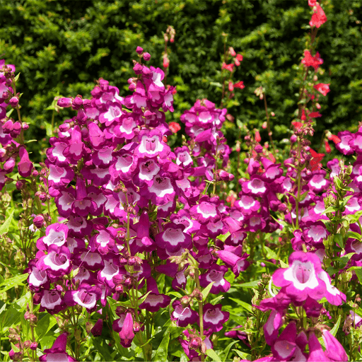Penstemon ‘Phoenix Magenta’ 1.5L -