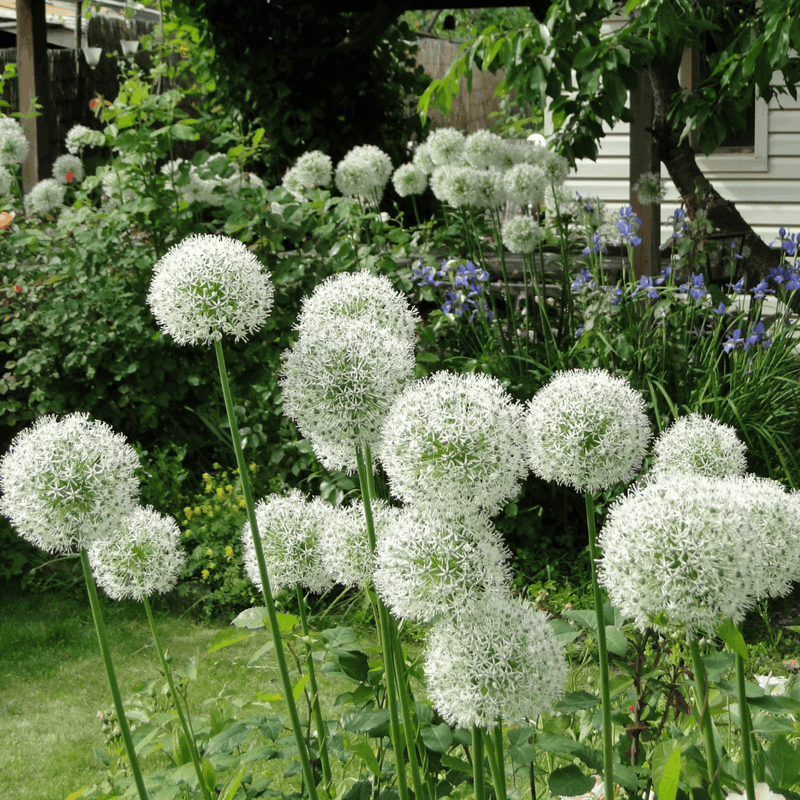 Allium 'White Giant' 2L -