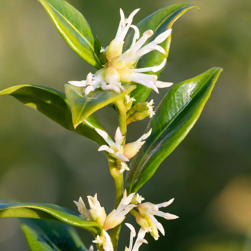 Sarcococca confusa 9cm/1L/2L