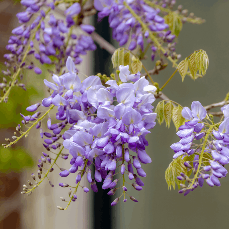 Wisteria sinensis on Frame 'Amethyst Falls' | Will Flower This Summer