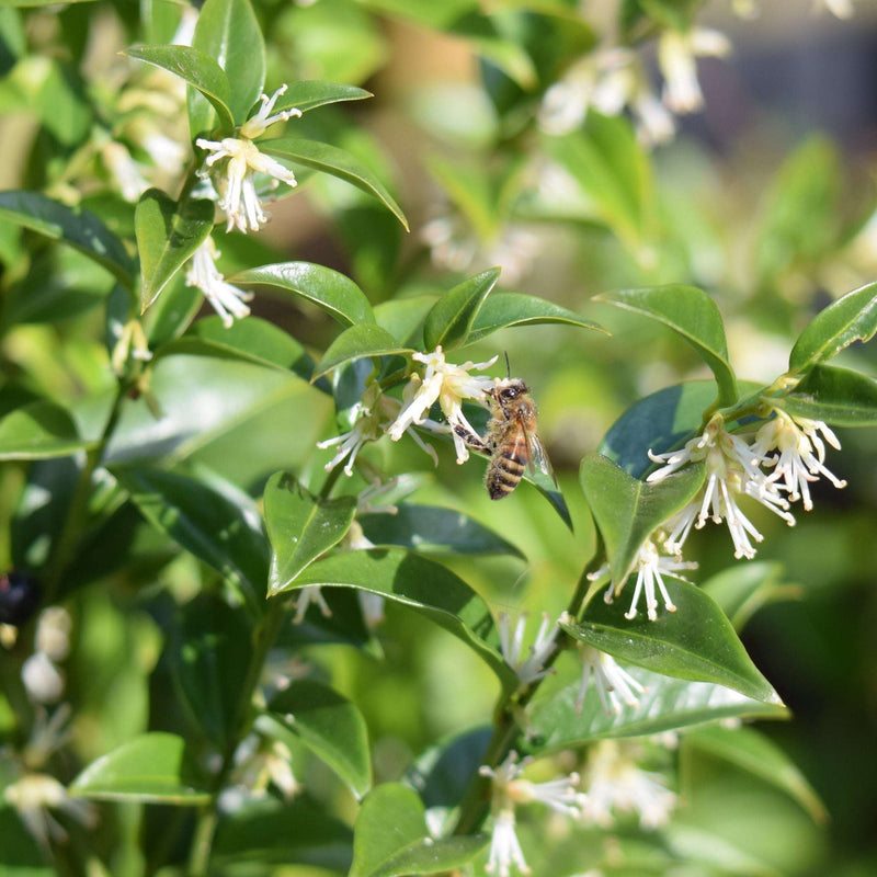 Sarcococca confusa 9cm/1L/2L