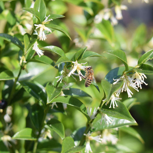 Sarcococca confusa 9cm/1L/2L
