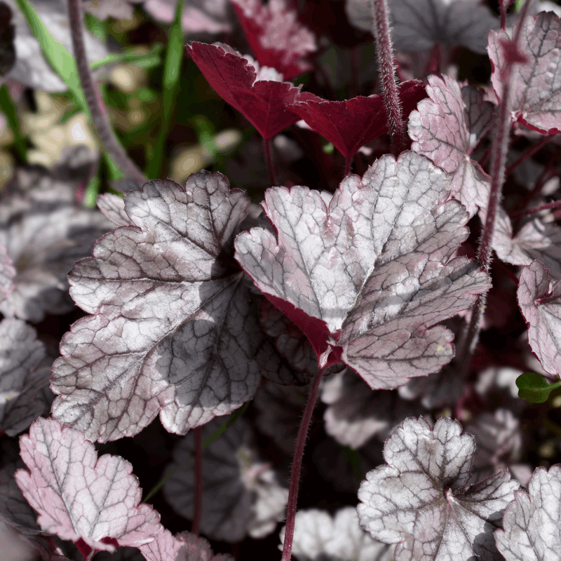 Heuchera 'Cinnabar Silver' 2L -