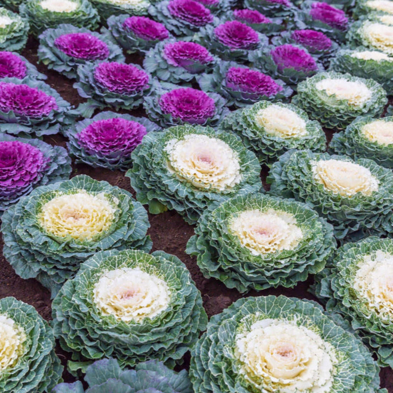 Ornamental Brassica Cabbage (3 Plants in 12cm Pots)
