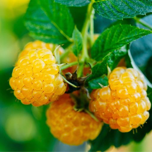 Raspberry 'Golden Everest' 1L -