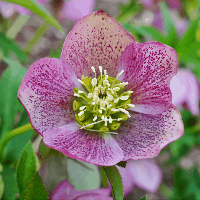 Mix of 3 Helleborus / Hellebore (3 x 9cm Pots)