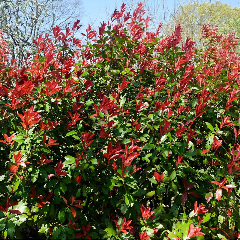 Photinia 'Carre Rouge' 9cm/2L -