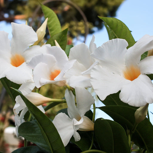Mandevilla Sanderi Surprise Colour -