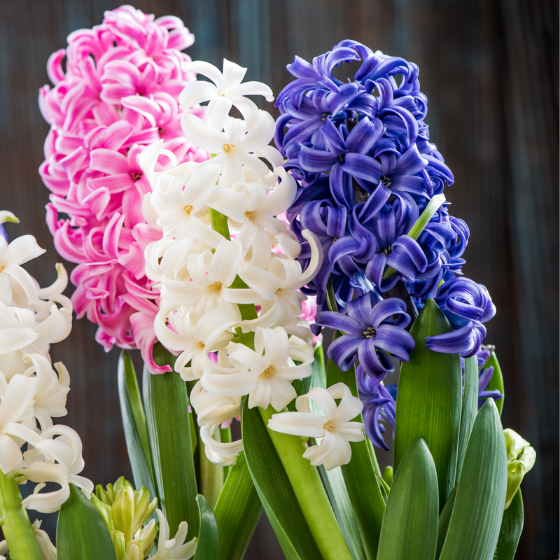 3 x 7cm Hyacinth -
