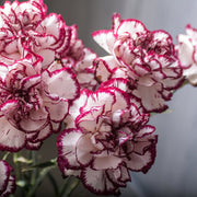 Dianthus 'Gran's Favourite' 9cm -