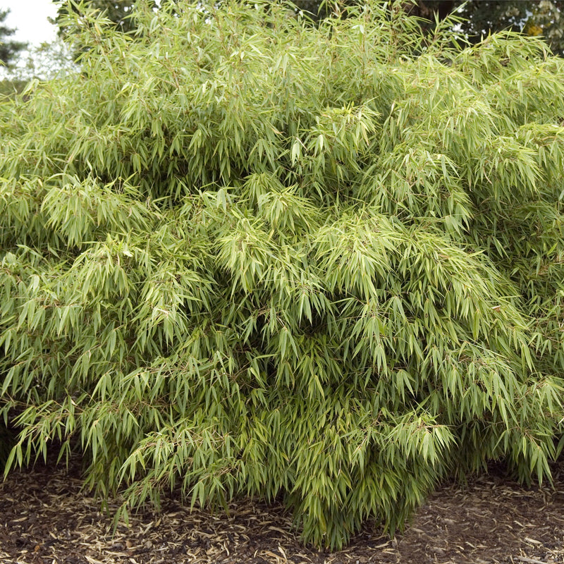 Fountain Bamboo | Fargesia Rufa (90cm) -