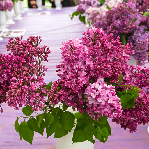 Syringa × Hyacinthiflora 'Esther Staley' (Lilac) -