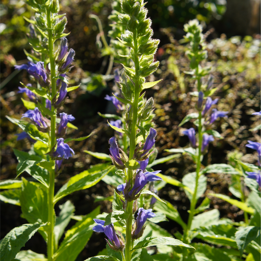 Lobelia × speciosa 'Fan Blue' 1.5L -
