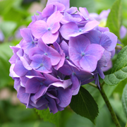 Dwarf Hydrangea | Hydrangea macrophylla 'Little Purple' 2L -