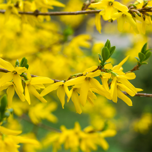 Forsythia x intermedia 'Lynwood' 1L -