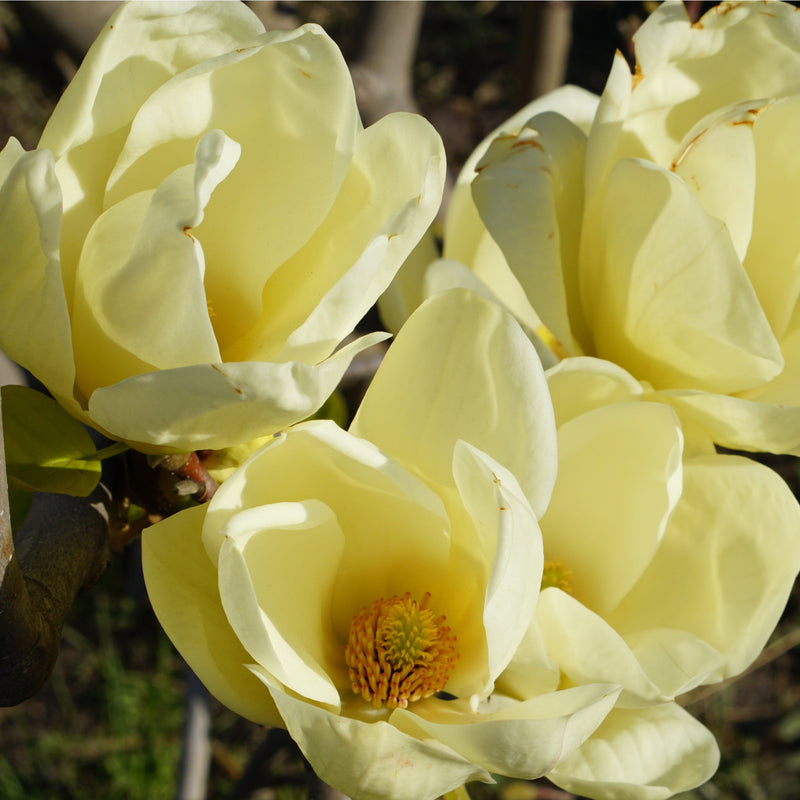 Magnolia denudata 'Yellow River' 2L -