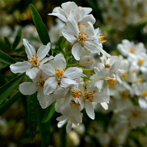 Choisya x dewitteana 'Aztec Pearl' 9cm / 2L -