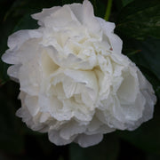 Peony 'Shirley Temple' 1L / 2L -