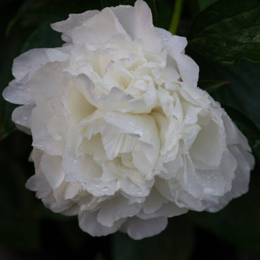Peony 'Shirley Temple' 1L / 2L -
