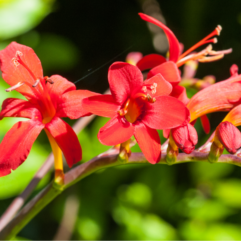 Crocosmia x crocosmiiflora 'Lucifer' 9cm/2L -