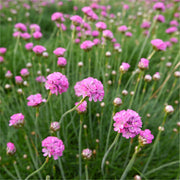 Armeria maritima Splendens Sea Pinks 2L -