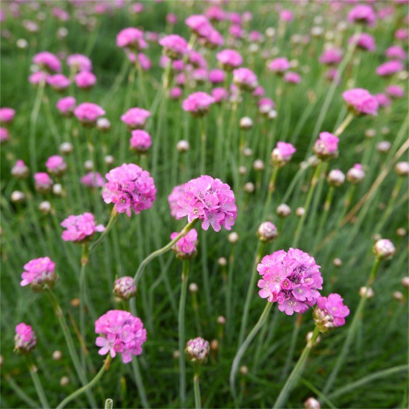Armeria maritima Splendens Sea Pinks 2L -