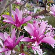 Magnolia Susan Standard Tree | Magnolia 90-100cm -