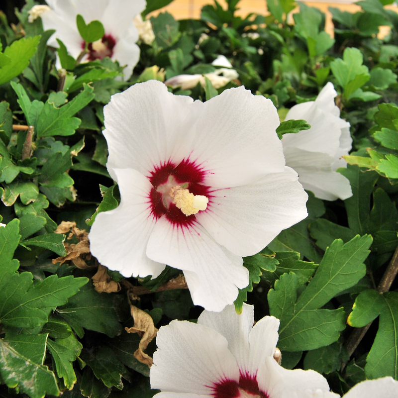 Hibiscus syriacus 'Red Heart' 2L -