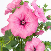 Lavatera x clementii 'Candy Floss' 2L -