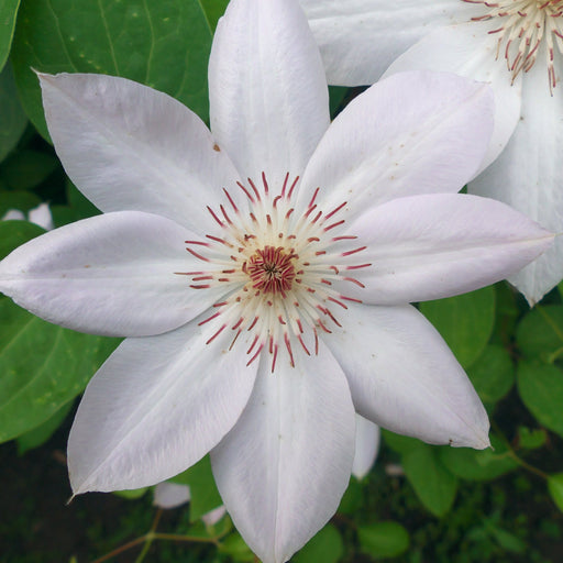 Clematis 'Miss Bateman' 60cm -