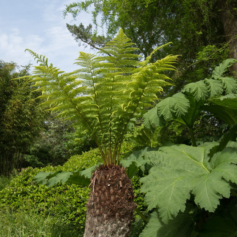 Dicksonia antarctica 'Tree Fern' 1/2/5L -