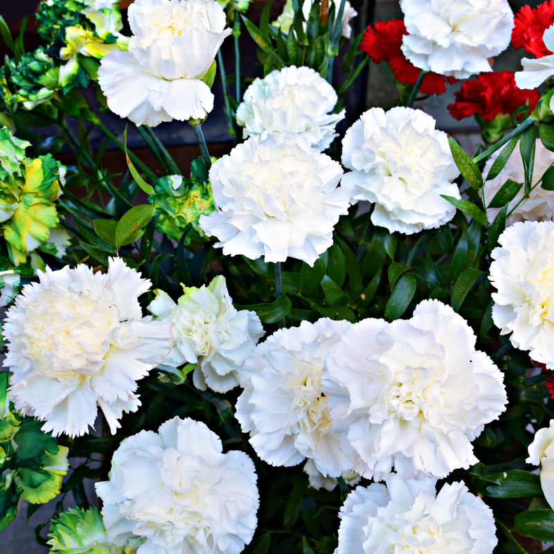 Dianthus (Sunflor Cosmos) | White Dianthus 3L -