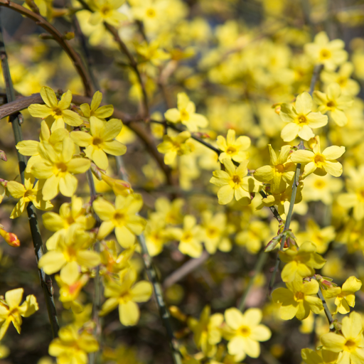 Winter Jasmine | Jasminum nudiflorum | Yellow 2L / 4L -