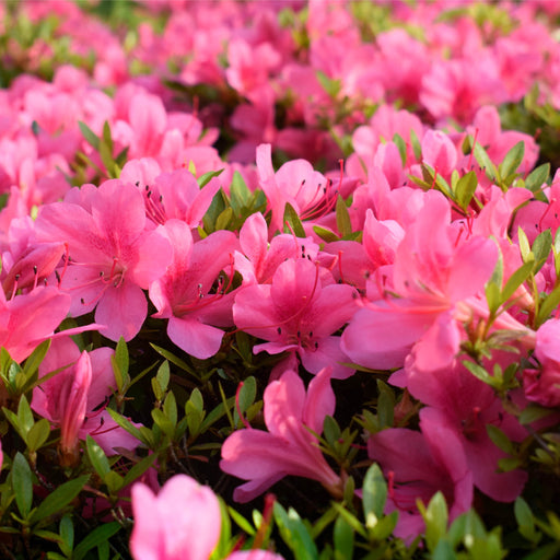 Azalea 'Roza' 2L -