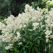 Astilbe arendsii White 9cm/2L -