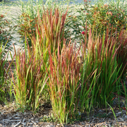 Imperata cylindrica Red Baron (Japanese Blood Grass) 9cm/2L/3L/7.5L -