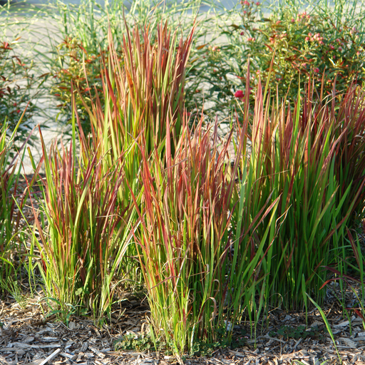Imperata cylindrica Red Baron (Japanese Blood Grass) 9cm/2L/3L/7.5L -