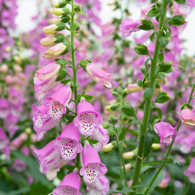Digitalis 'Pink Panther' Foxglove (Two Sizes Available) -
