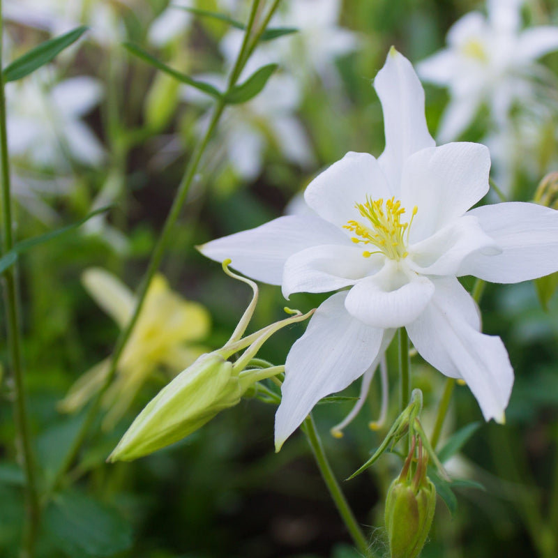 Aquilegia 'Spring Magic White' 9cm -