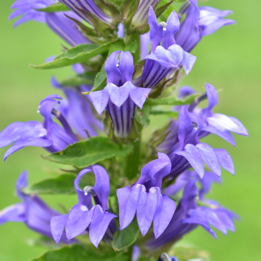 Lobelia × speciosa 'Fan Blue' 1.5L -