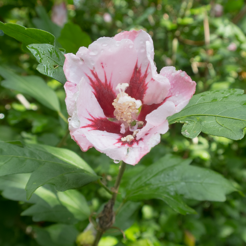 Hibiscus Syriacus 'Hamabo' 1.5L -