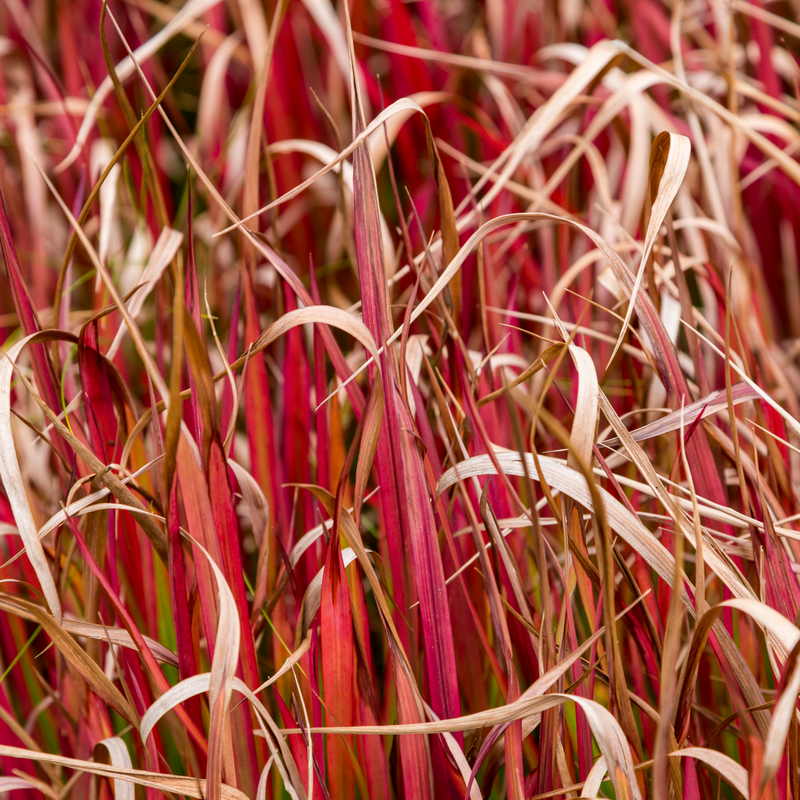 Uncinia 'Rubra' Ornamental Grass 3L -