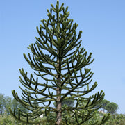 Araucaria Araucana | Monkey Puzzle Tree -